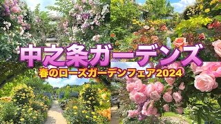【バラが見頃】【中之条ガーデンズ2024〜春のローズガーデンフェア〜】【群馬県 中之条町】／4K／NAKANOJO GARDENS／Spring Rose Garden fair