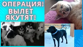 Операция Конни! Вылет якутят! Просим помощи!