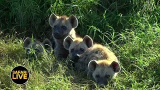 safariLIVE - Sunrise Safari - July 09, 2019