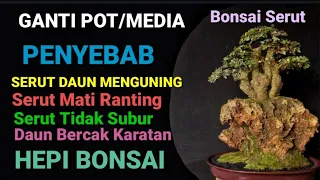 Ganti Media Tanam dan Pot/Memperindah tampilan Bonsai Serut(streblus asper)