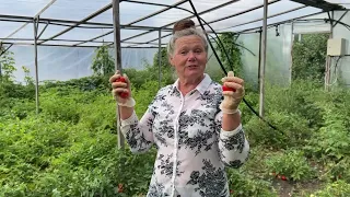 Лучшие сорта томатов для открытого грунта. Собираем семенники 🍅