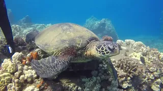Mala Pier Shore Dive in Maui