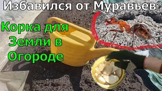 1 Ложку на ведро воды и Весной земля завалит урожаем. Избавился от мураьев в огороде