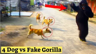 Fake Gorilla Vs Real Dogs Prank! And So Funny In 2021 | TRY TO NOT LAUGH CHALLENGE