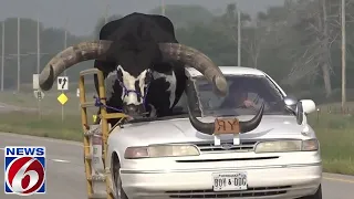 Mooving violation: Man drives with bull in passenger seat of car