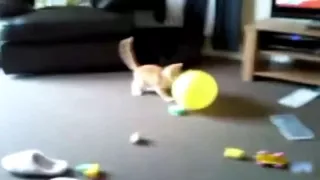 Коты!!! Приколы!!!Лопают шарики!!!