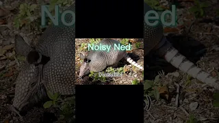 Naming the animals I see when I’m hunting (part 1)