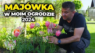 Majówka w ogrodzie 2024. Nowa szklarnia w ogrodzie.