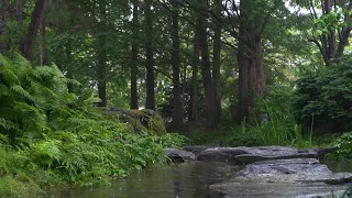 The calm sound of rain and the stepping stone of a stream in the dense forest,  relaxation ASMR