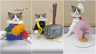 Cats make food 2022 "That Little Puff" Tiktok Compilation #27