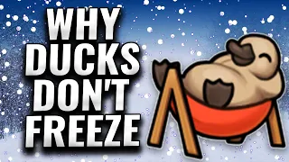 Why Don't Ducks Freeze in Winter