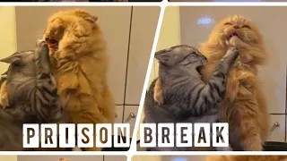 Cats & Prison break
