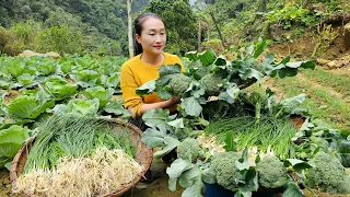 Harvest the vegetable garden go market sell - Rescue abandoned dog | Ly Thi Tam