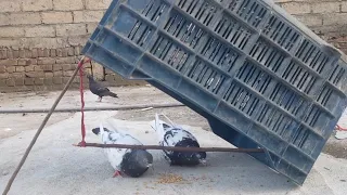 Pigeon Trap| How To Trap/Catch Pigeons #Birds pigeon.