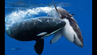 Orca Killer whale   a super predator that kills whales and dolphins! Orca vs blue whale and elephant