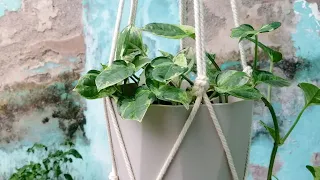 DIY 5 Arms Macrame Plant Hanger Tutorial | Easy Macrame Plant Hanger Tutorial | Beginner