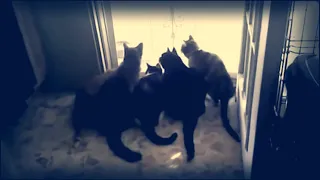 1 Приколы 2019 Смешные животные Подборка испуганных котов Funny Animals A Compilation Of Scared Cats