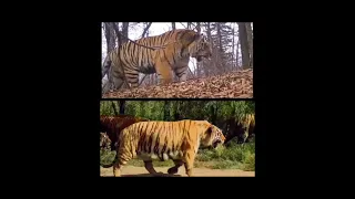 Wild and captive siberian tiger