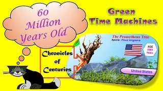 Eternal Giants: Exploring the World's Oldest Trees and the Science of Time | VETO