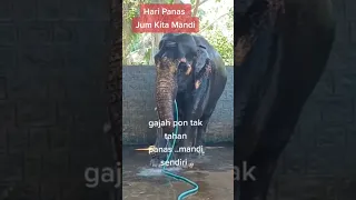 what a hot Day  Elephant having Shower.