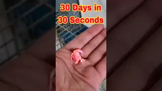 30 Days in 30 Seconds | baby bird 1 to 30 days growth stages