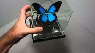 Парусник Улисс в 3д Кубе Papilio Ulysses (Индонезия) необычный подарок