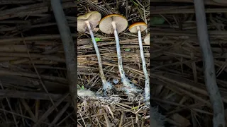 Do Not Eat These! Most Potent Shroom in the World (Psilocybe Azurescens) #short