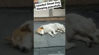 Istanbul Street Dog sleeping peacefully