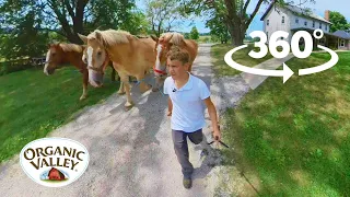 Amish Homestead Tour  | 360° Video VR | Organic Valley