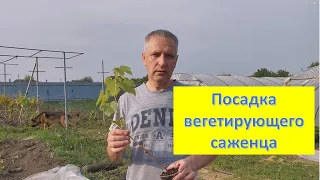 Как посадить вегетирующий саженец винограда, чтобы не мучится с укрытием/ Апрель 2024/