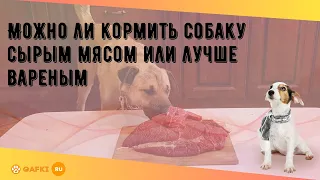 Можно ли кормить собаку сырым мясом или лучше вареным