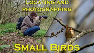 How to locate small birds to photograph - Wildlife bird photography