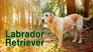 Labrador Retriever - Yellow Lab Fun Compilation