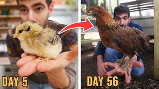 The Ultimate 8 Week Guide to Raising Chicks 🐣→🐓