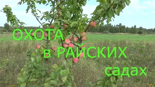 ОХОТА в РАЙСКИХ садах. Ч. 1 КОРОСТЕЛЬ