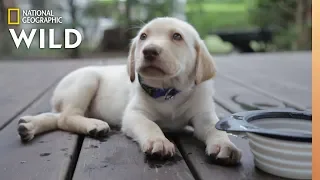 See the Ways Your Dog Tells You What It Wants | Nat Geo Wild