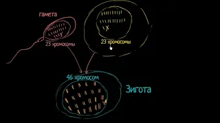 Терминология оплодотворения (видео 1)| Деление Клетки | Биология