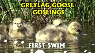 Greylag goose goslings first swim. PART 26