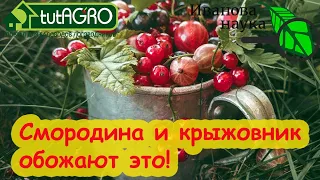 ЧТОБЫ СМОРОДИНА БЫЛА РАЗМЕРОМ С ВИШНЮ, сделайте это в саду. Крупная смородина даже на старых кустах.