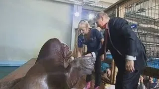Putin's day out: President shakes hands with walruses and feeds dolphins