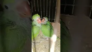 Ringneck parrot natural sounds