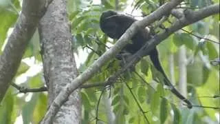 Baby Howler Monkey Samara Costa Rica