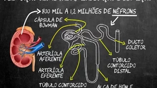 Filtração glomerular, reabsorção e secreção