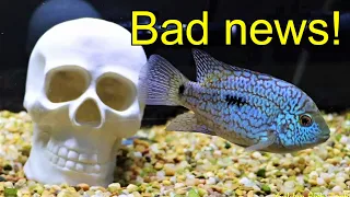 Blue Texas fish Carpintis Bad News Update!
