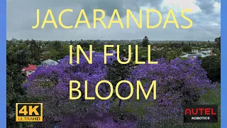 JACARANDAS in Full Bloom 4K