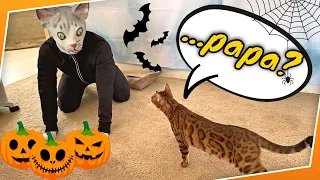 Halloween Mask Prank On Cats | THEY GOT SO SCARED !!!