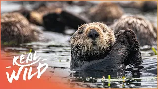 The Sea Otter's 100 Year Comeback (Wildlife Documentary) | Natural Kingdom | Real Wild