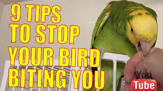 9 TIPS ON HOW TO TURN AN AGGRESSIVE BITER BIRD INTO A TAME SWEET PET BIRD! (UPDATE ON COCO)