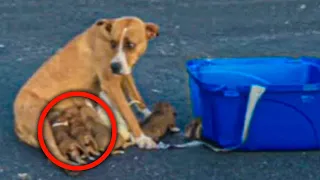 Mama Dog and Her Nine Pups Dumped In Empty Church Parking Lot Rescued by Guardian Angels