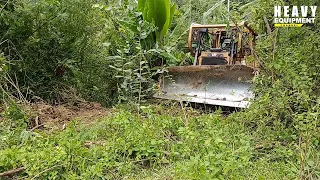 Very well done Caterpillar D6R XL bulldozer operator working on laying a new road in the plantation